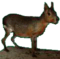 lievre de patagonie
